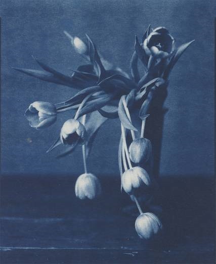 John Dugdale, Mourning Tulips, 1999, cyanotype, 25.4×20.32cm